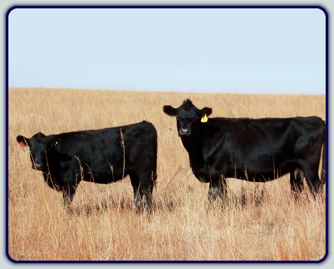 An Angus Herd