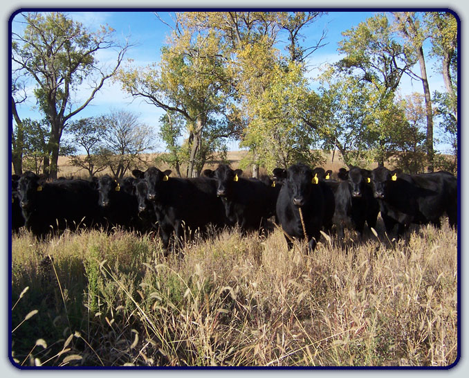 Grazing Angus